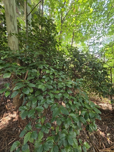 Viburnum japonicum, photograph 5