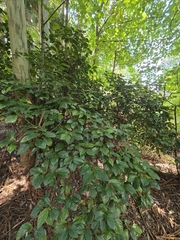 Viburnum japonicum, photograph author not stated, no rights reserved