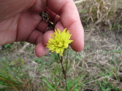 Pyrrhopappus carolinianus image