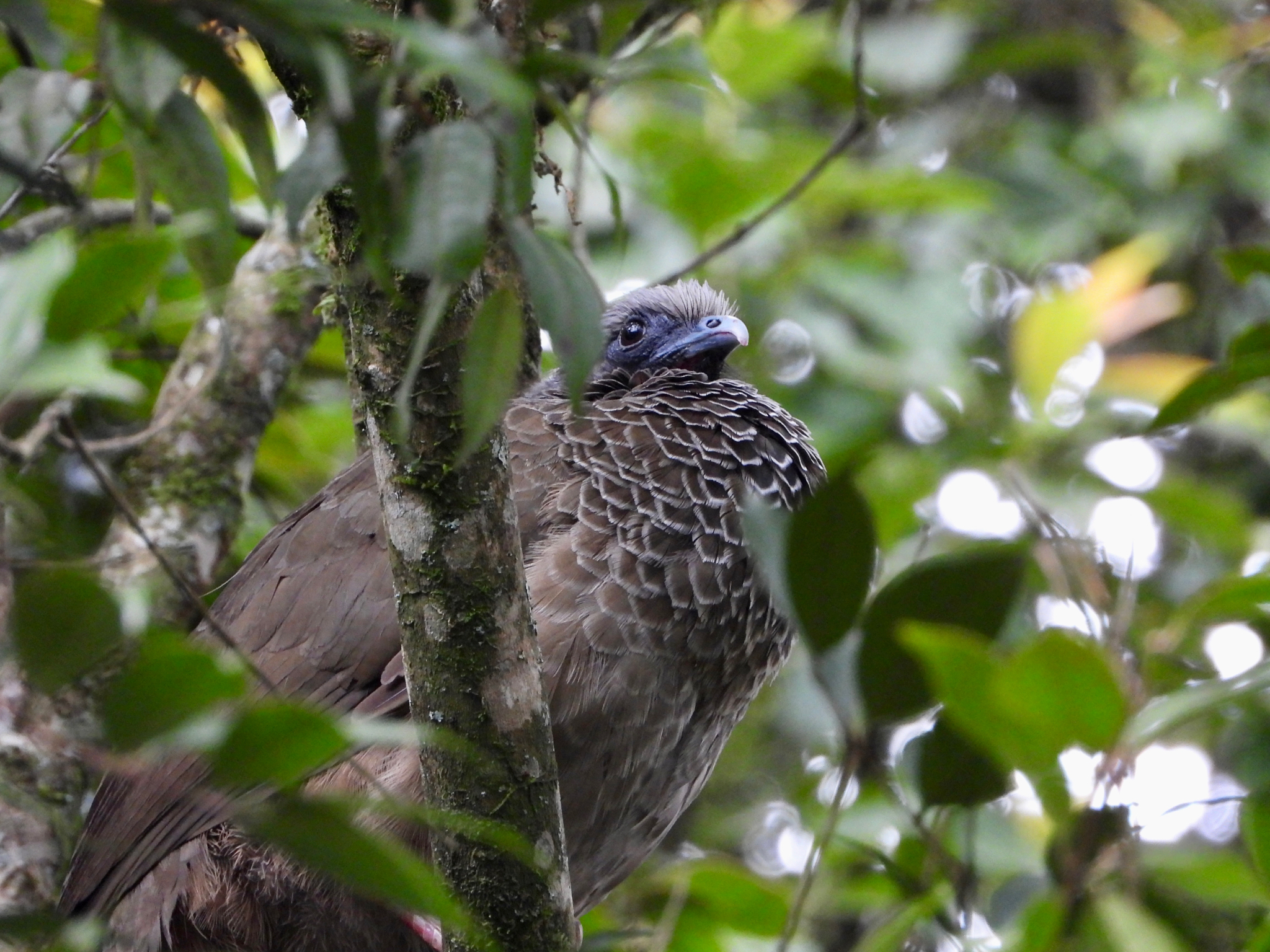 Colombian Chachalaca (Ortalis columbiana), photo 8