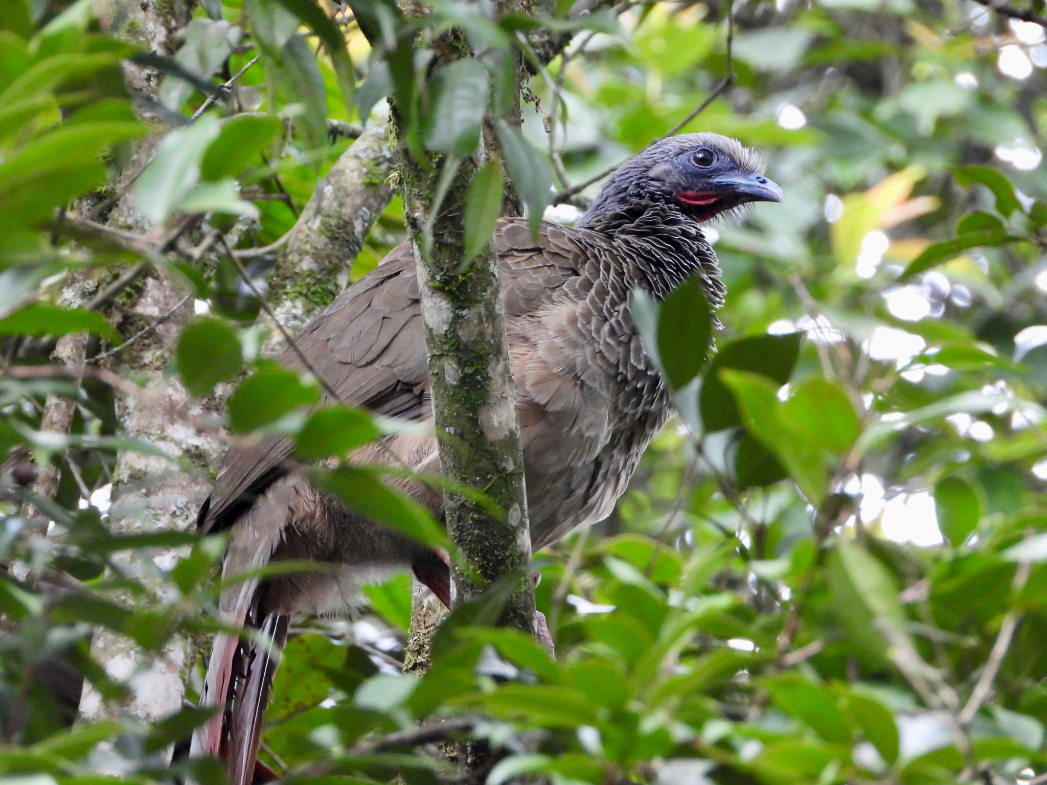 Colombian Chachalaca (Ortalis columbiana), photo 7