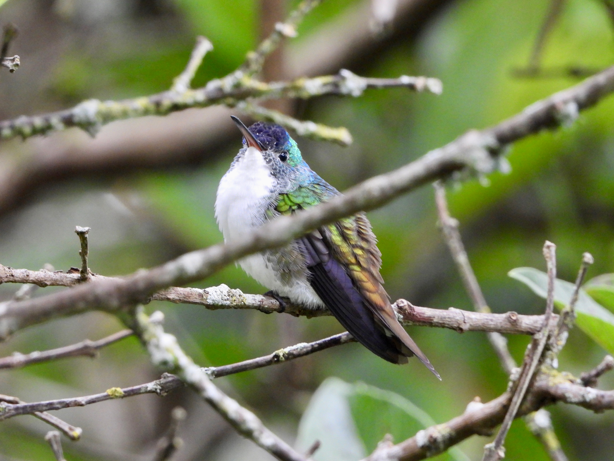 Andean Emerald (Uranomitra franciae), photo 6