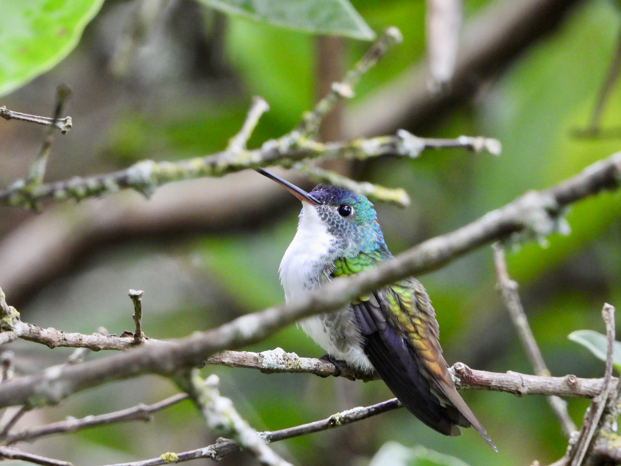 Andean Emerald (Uranomitra franciae), photo 5
