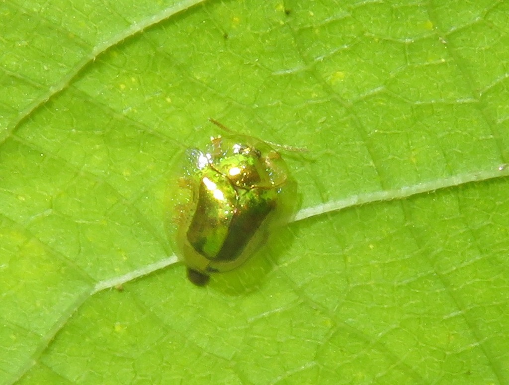 Metrionella placans