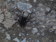 Zachaeus crista