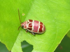 Asphaera meticulosa