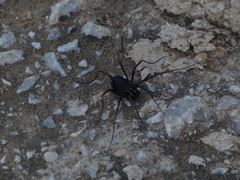Zachaeus crista