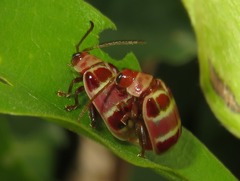 Asphaera meticulosa