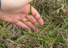 Smilax bona-nox image