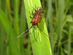 Oxymerus aculeatus lebasi