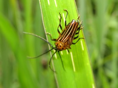 Oxymerus aculeatus lebasi