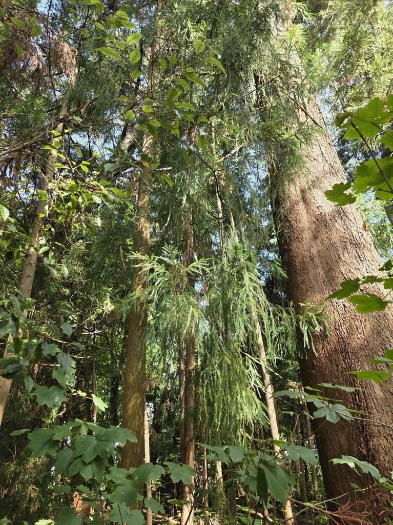 Liễu sam nhật – Cryptomeria japonica