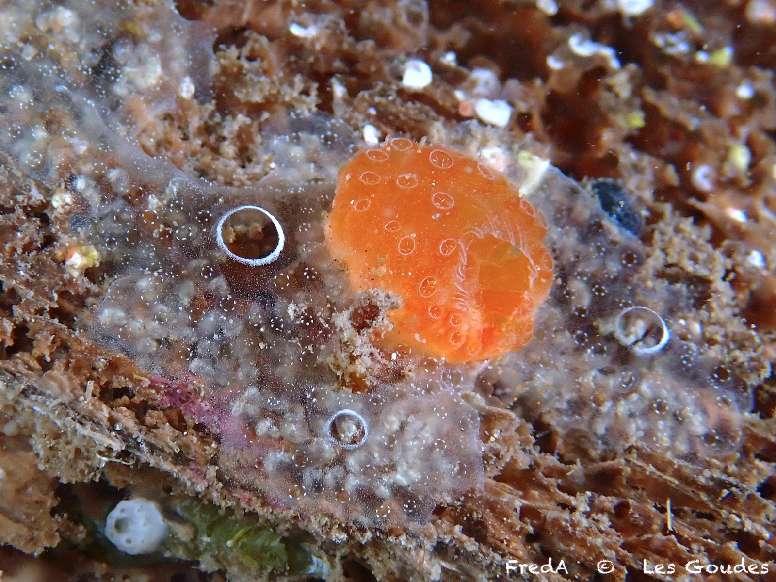 Diplosoma spongiforme (Giard, 1872)