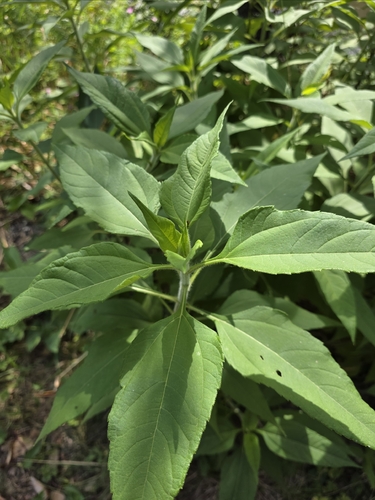 Jerusalem-artichoke