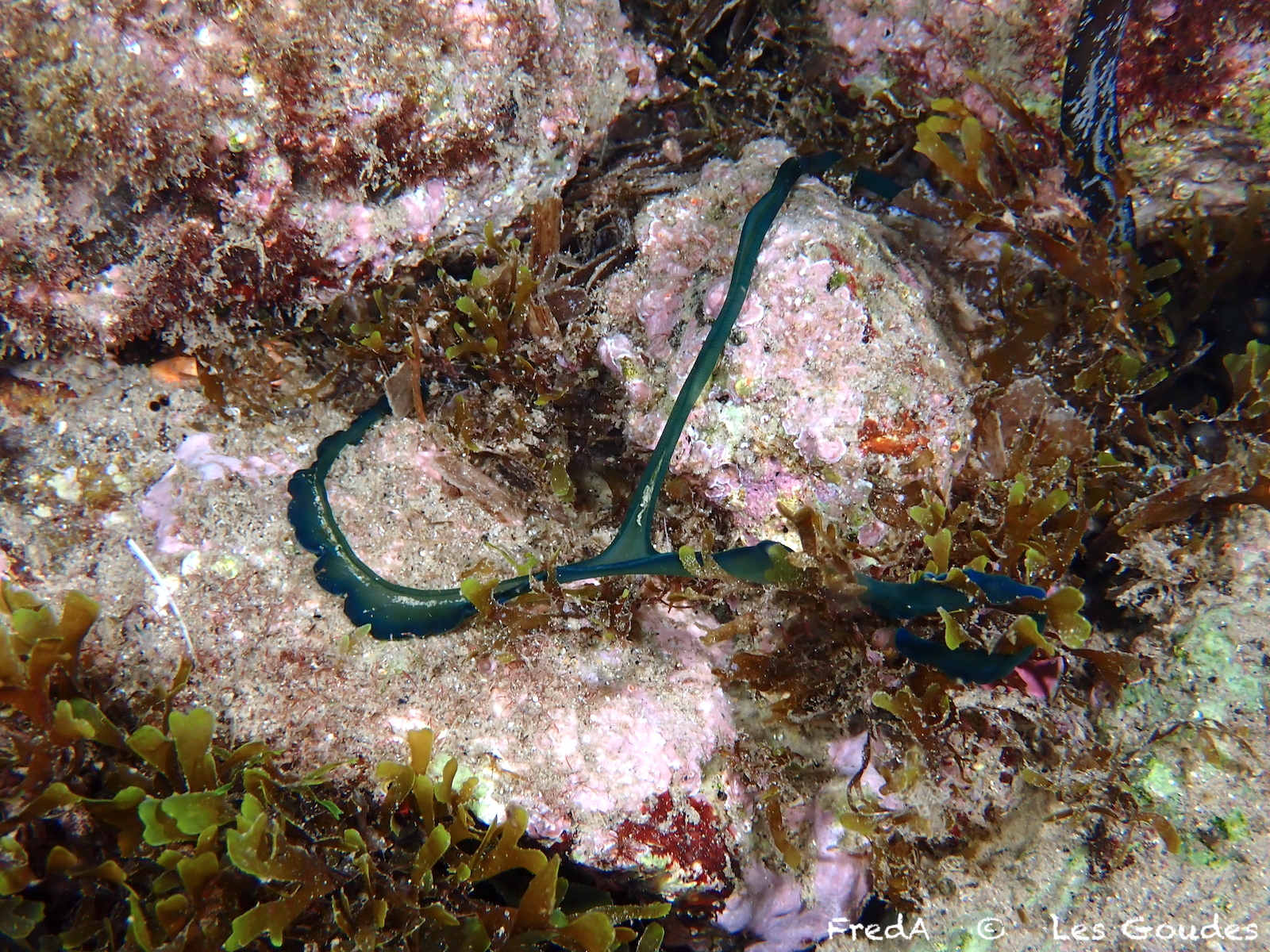 Bonellia viridis Rolando, 1822