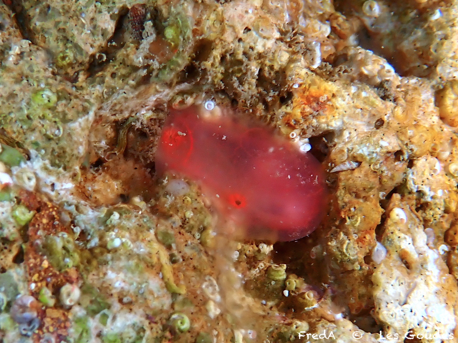 Ascidia mentula Müller, 1776