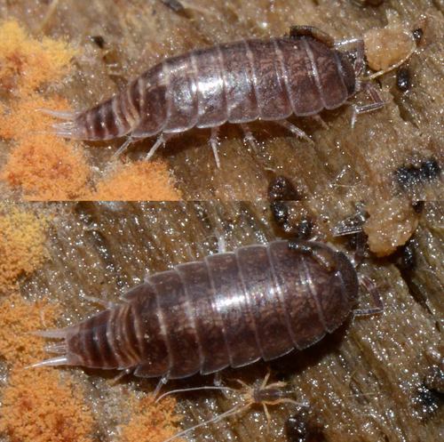 Riparian Woodlouse, photo 5 of 10