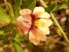 Goodenia symonii