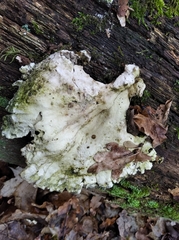 Fungi