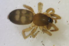 Phaeocedus braccatus