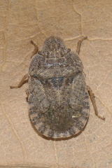 Sciocoris microphthalmus