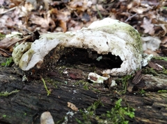 Fungi