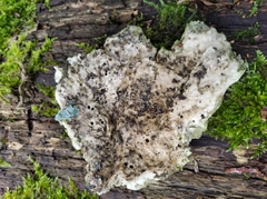 Fungi