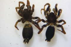 Trachyzelotes pedestris