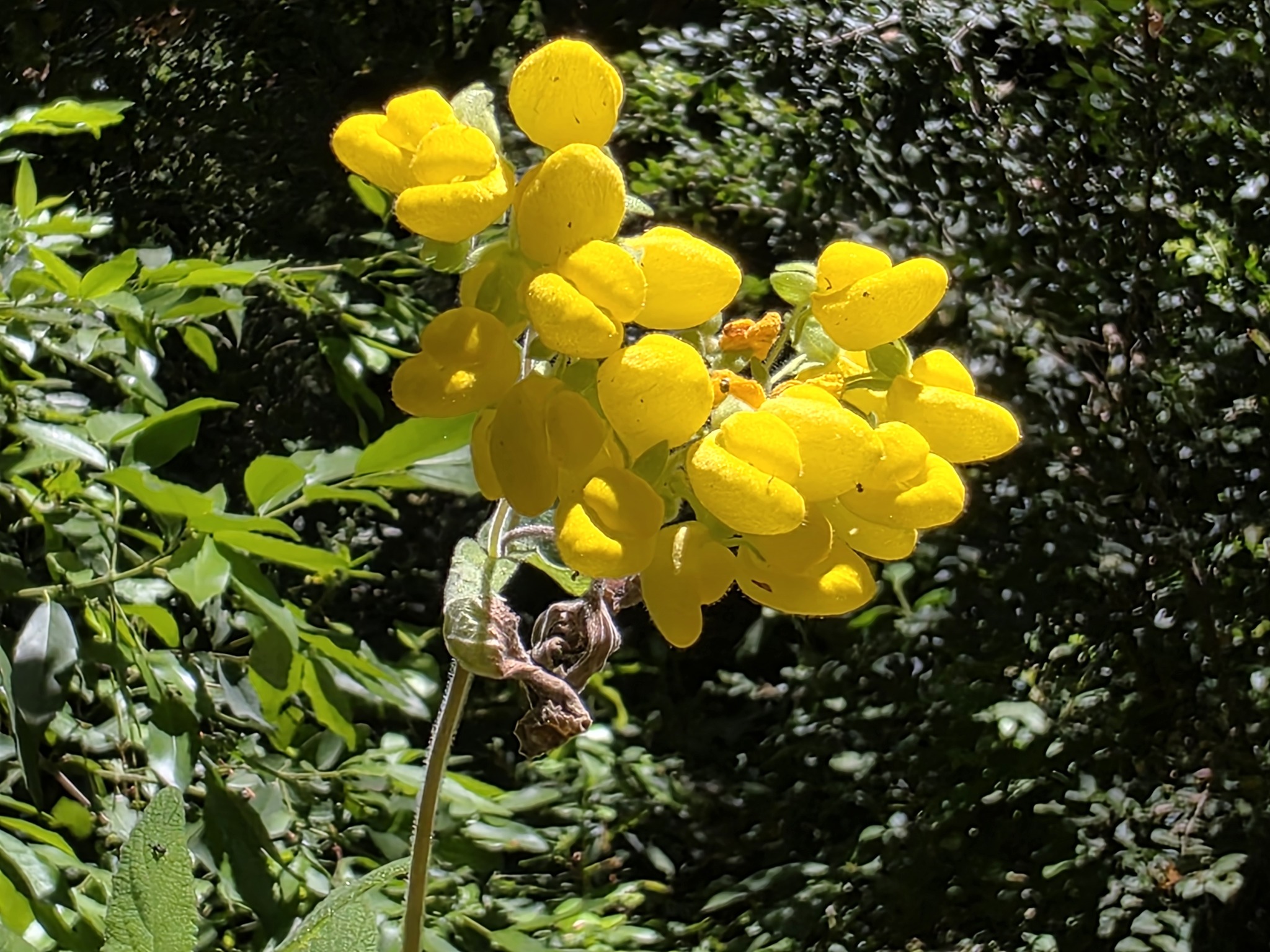 Bush Slipperwort (Calceolaria integrifolia)