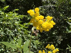 Calceolaria integrifolia, photograph (c) Cesar Ormazabal, some rights reserved (CC BY)