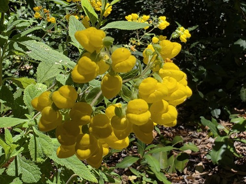 Calceolaria integrifolia, photograph 4