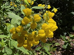 Calceolaria integrifolia, photograph (c) Cesar Ormazabal, some rights reserved (CC BY)