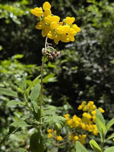 Calceolaria integrifolia, photograph 5