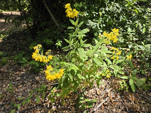 Calceolaria integrifolia, photograph 6