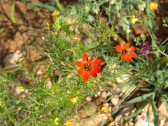 Adonis flammea