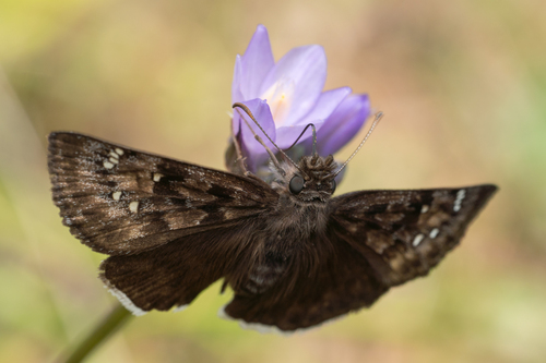 iNaturalist observation photo of Mournful Duskywing