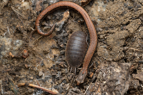 iNaturalist observation photo of Black-bellied Slender Salamander