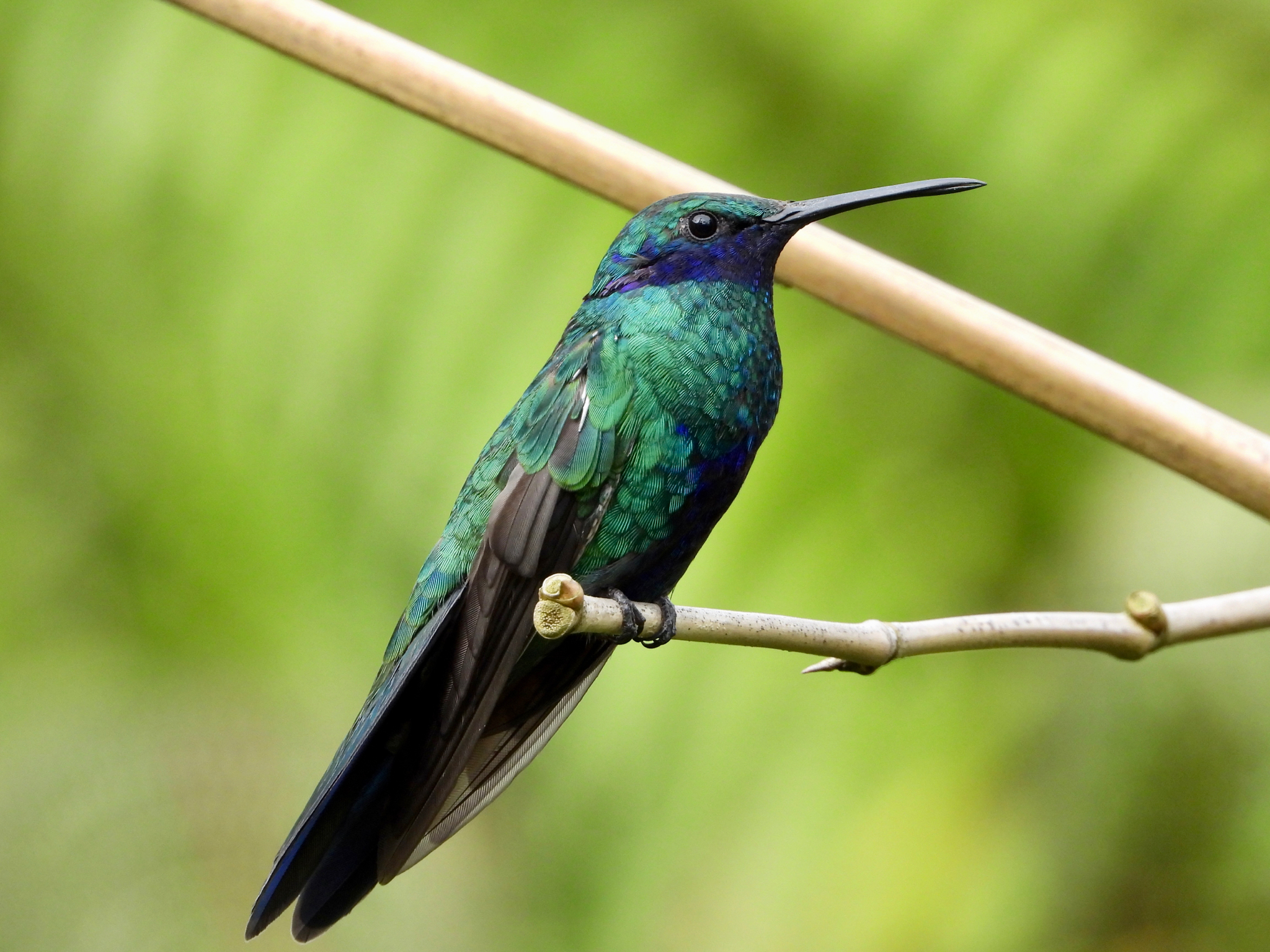 Sparkling Violetear (Colibri coruscans), photo 5