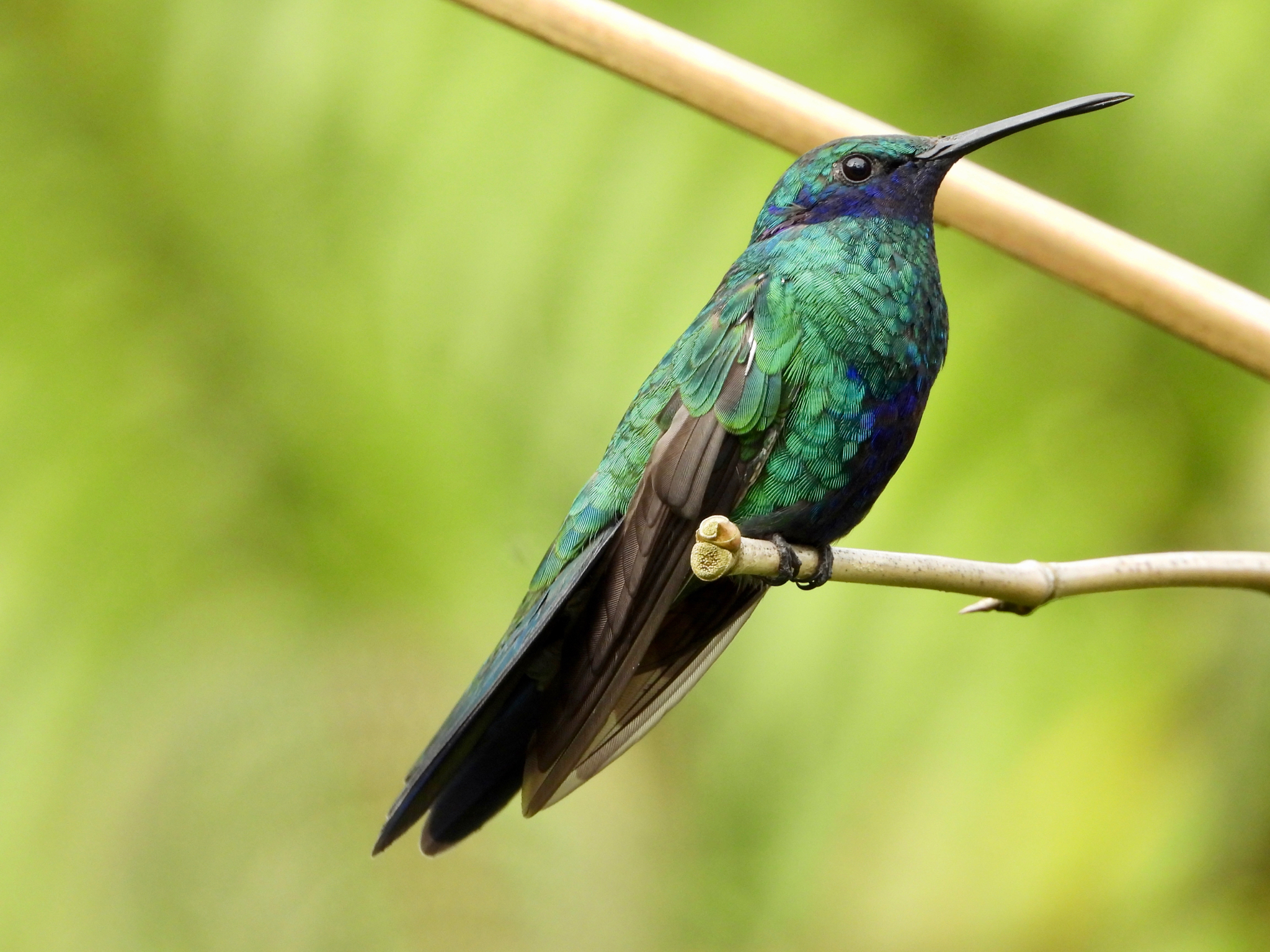 Sparkling Violetear (Colibri coruscans), photo 6