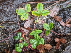 Fragaria chiloensis