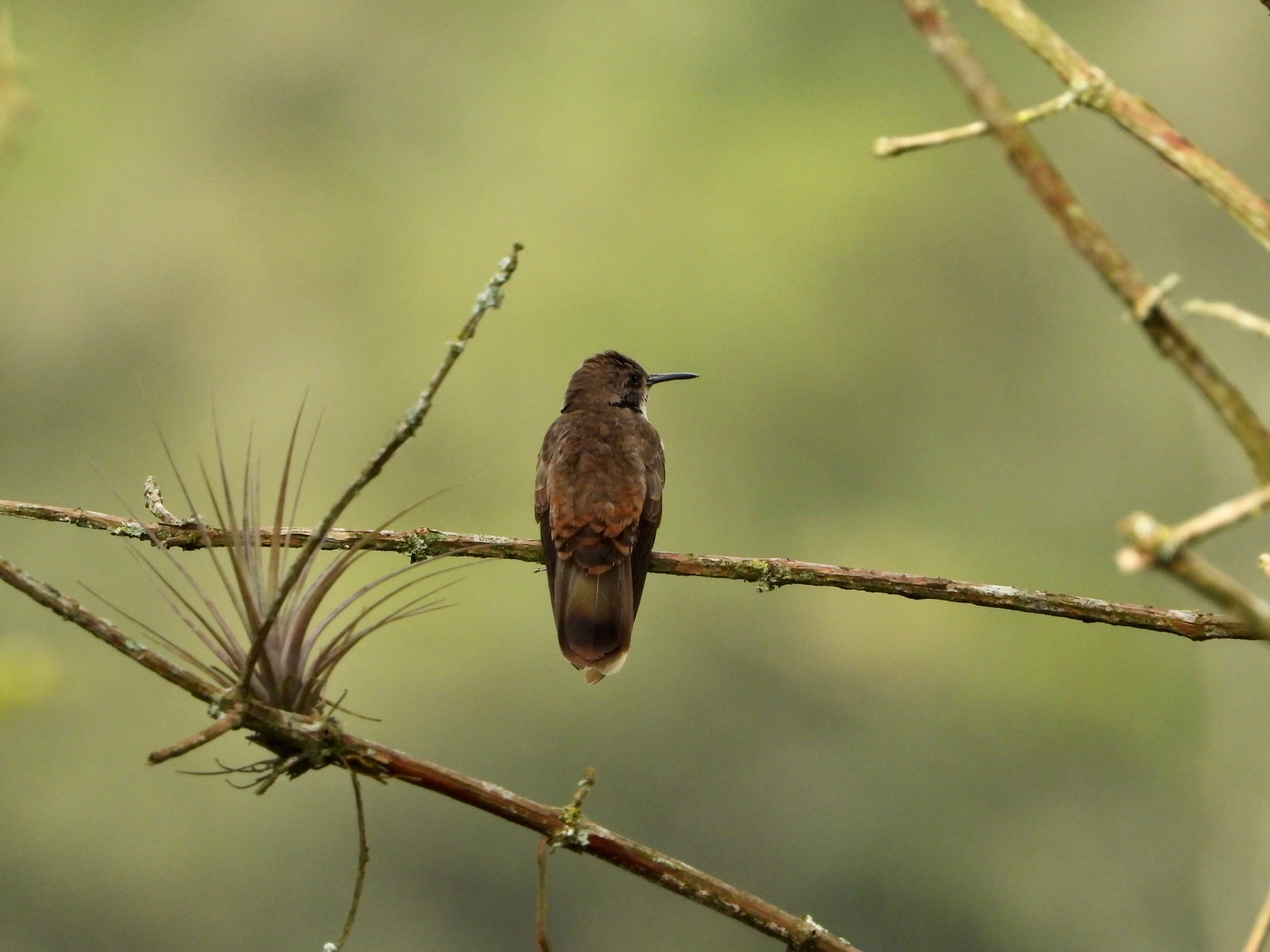 Brown Violetear (Colibri delphinae), photo 7