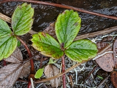 Fragaria chiloensis