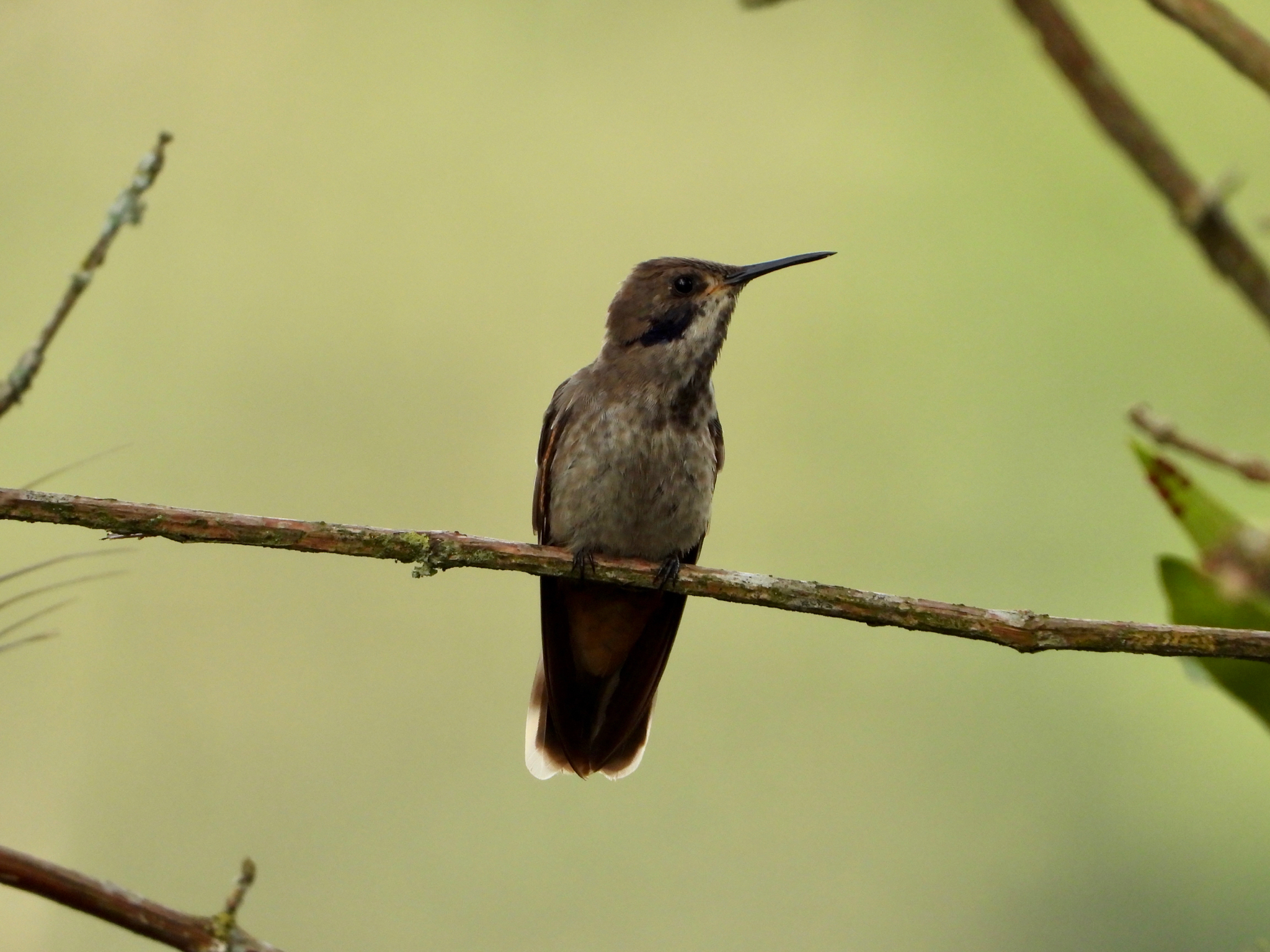 Brown Violetear (Colibri delphinae), photo 6