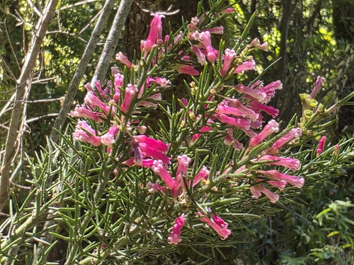Colletia ulicina, photograph 5
