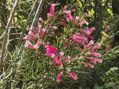 Colletia ulicina, photograph (c) Cesar Ormazabal, some rights reserved (CC BY)