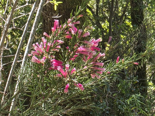 Colletia ulicina, photograph 6