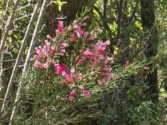 Colletia ulicina, photograph (c) Cesar Ormazabal, some rights reserved (CC BY)