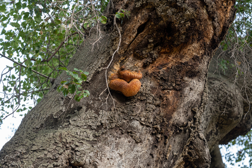 iNaturalist observation photo of lion's-mane mushroom