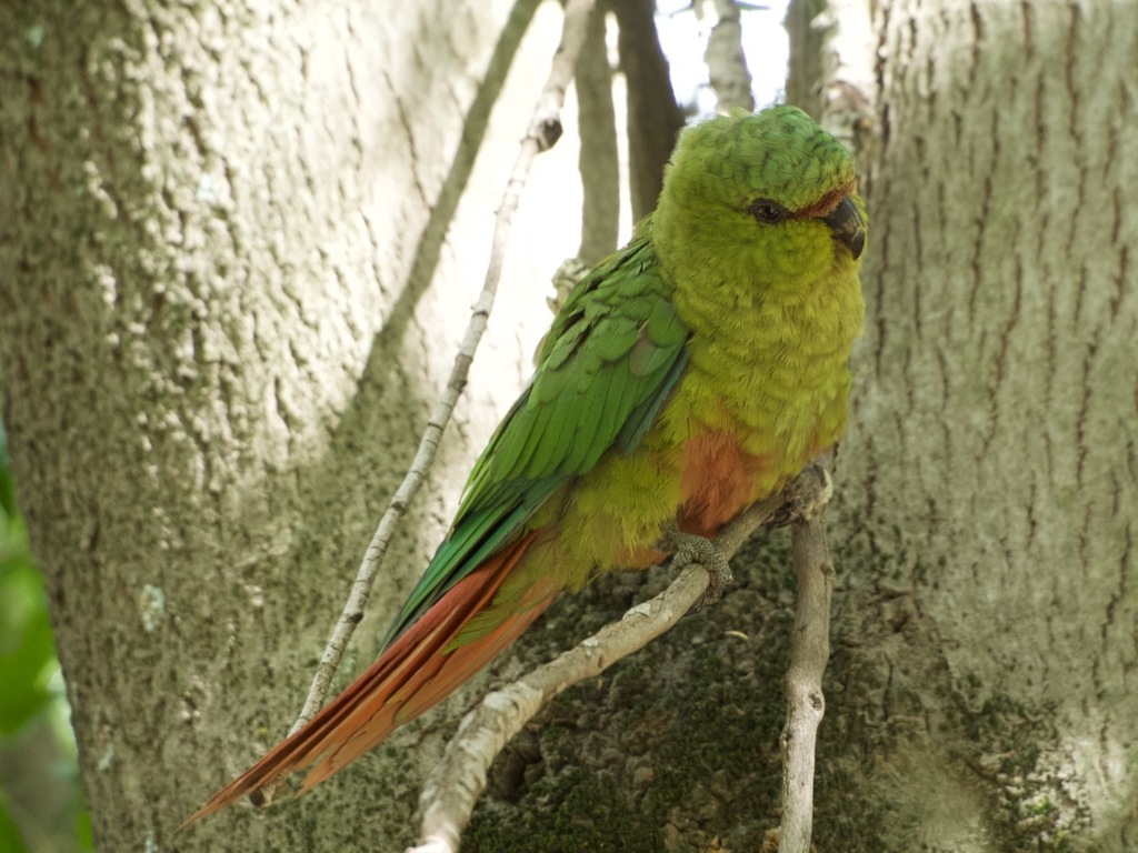 Patagonian Parakeets