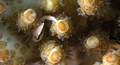 Tetralia nigrolineata